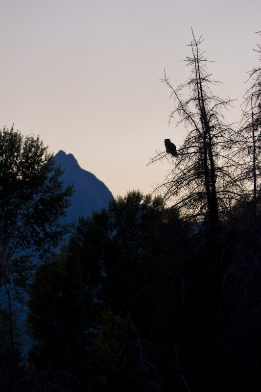 Great Horned Owl In Tree